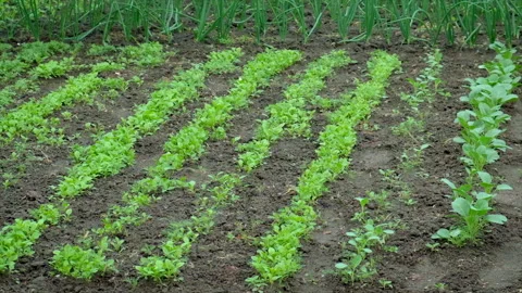 It is raining in the garden. Selective focus. Stock Footage 155065452