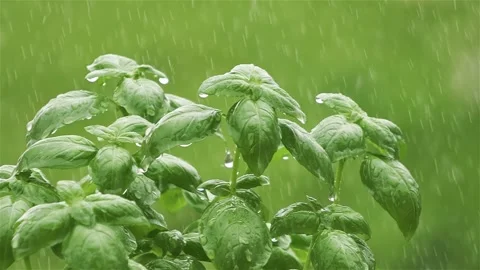 It is raining on green basil herbs Stock Footage 293003387
