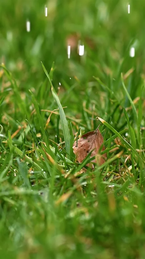 It is raining on green grassy meadow in autumn nature, vertical Stock Footage 295037025