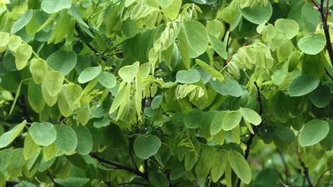 It is raining on the green leaves of a tree Stock Footage 242356049