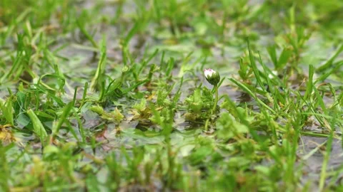 It is Raining on Green Meadow with Daisy Flower, Refreshing Rain Spring Nature Video stock 311860562