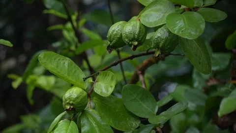 It is raining on the guava tree. Stock Footage 340778201