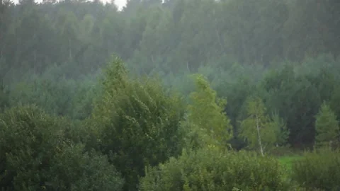 It is raining heavily and windy, bad weather, on background of green forest Vídeos de archivo 160061348