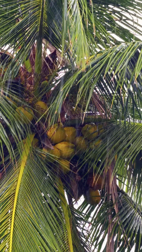It is raining heavily in the background, a palm tree by the pool in a luxury Stock Footage 326527830