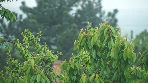 It is raining heavily, wetting the foliage in the trees. Video stock 101725933