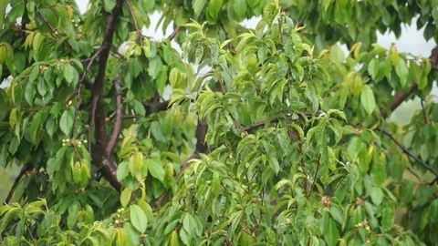 It is raining heavily, wetting the foliage in the trees. Stock Footage 101725939