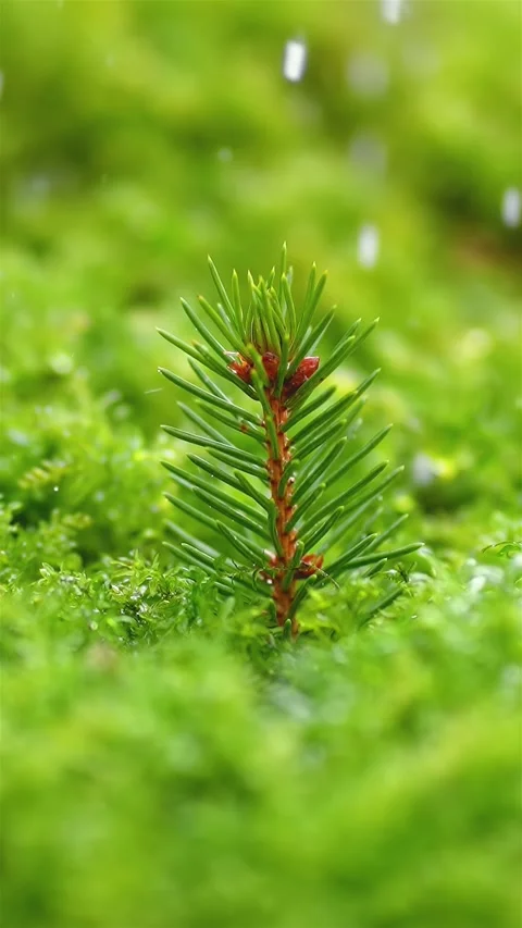 It is raining on little tree in fresh green forest, slow motion of rain, rainy Stock Footage 267569992