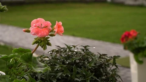 It is raining outside, a pink flower with raindrops on the leaves Stock Footage 127433895