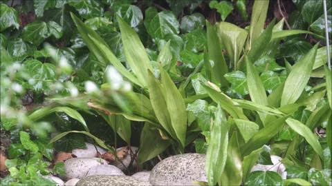It is raining on plants and rocks in fall at the backyard garden. Stock Footage 95172375