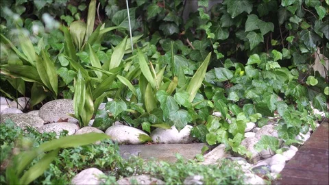 It is raining on plants and rocks in fall at the backyard garden. Stock Footage 95292129