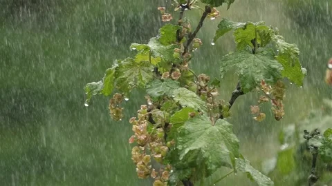 It is raining on red currant bush in green spring garden Stock Footage 293013447