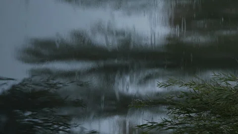 It rains in evening. Drops fall on water in lake. Green willow branches Stock Footage 290788031