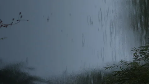 It rains in evening. Drops fall on water in lake. The wind moves willow branches Stock Footage 290788329