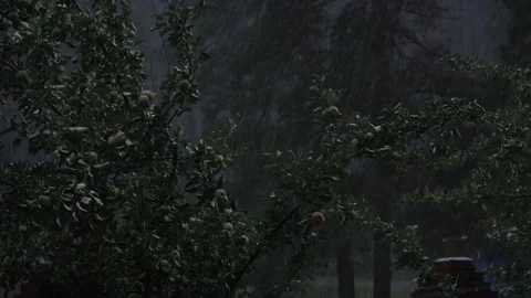 It rains in the forest in the evening Stock Footage 137228460