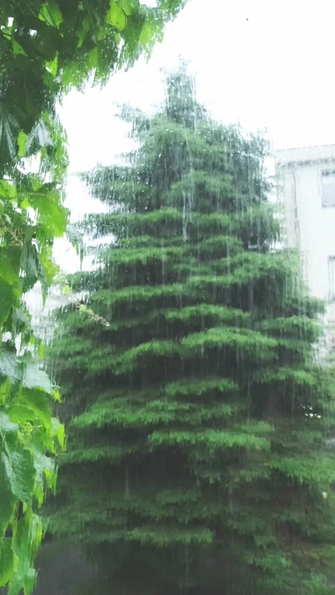 It rains outside the window in the summer Stock Footage 197081896