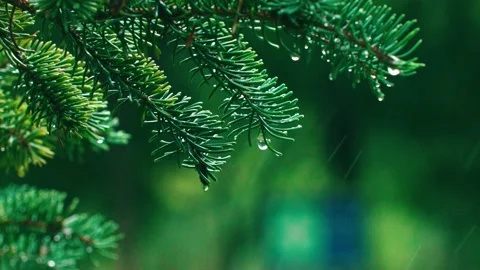 It rains - pine raindrops drip water dripping Stock Footage 233783104
