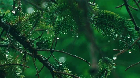It rains - pine trees raindrops Stock Footage 233783204