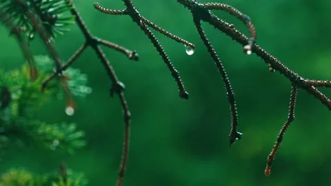 It rains - raindrops on pine branches dripping down Stock Footage 233783334