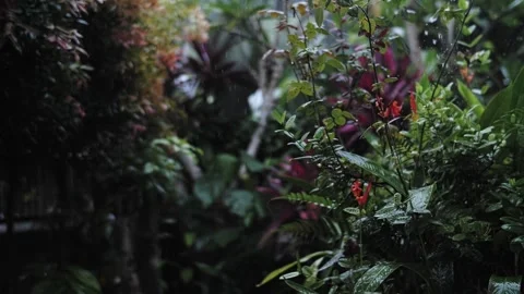 It rains in the rainforest Stock Footage 222811035