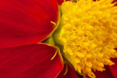 It is red a yellow background. Stock Photos