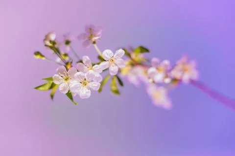 It s spring now. Cherry blossoms on a pink background. Abstract background Stock Photos