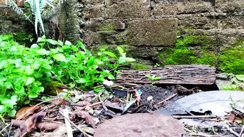 It seems like a Lizard  Stock Footage 308250193