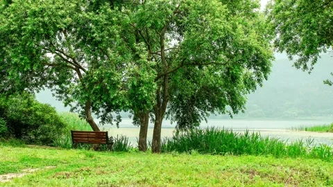 It seems to shine a green leaf tree by the river in the spring. Vidéo 145972712
