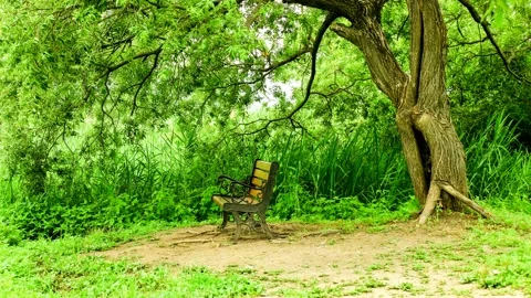It seems to shine a green leaf tree by the river in the spring. Stock Footage 145972803