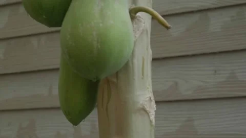 It is a slow shoot from the papaya stems moving from the bottom up, resulting Stock Footage