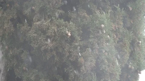 It is snowing on the background of a green tree with cones 動画素材 105899937