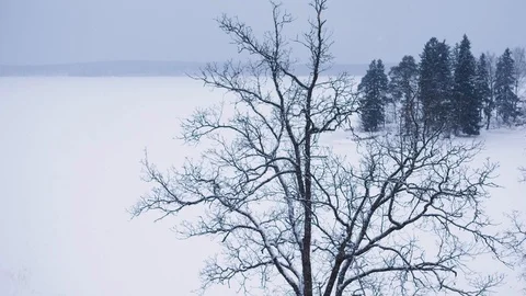 It is snowing on the background of a tree and a lake Stock Footage 98562603