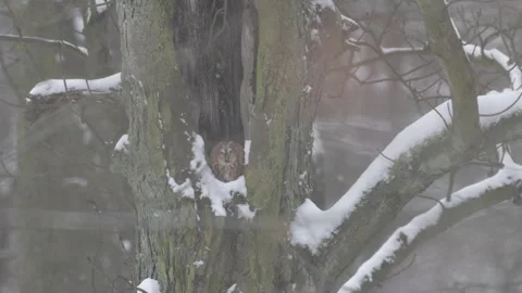 It is snowing in the forest and the owl is in its daytime shelter, it is winter  Stock Footage 328288376