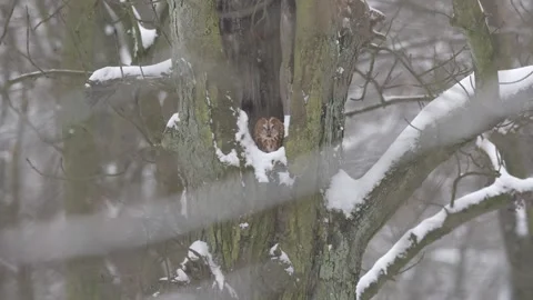 It is snowing in the forest and the owl is in its daytime shelter, it is winter  Vídeo Stock 328288378