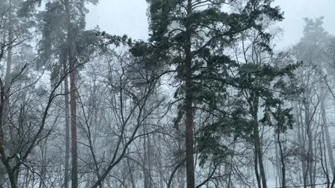 It is snowing in the forest. The beginning of a snowstorm. Видео 262046271