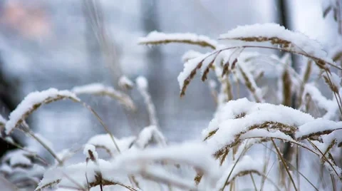 It is snowing in the forest Stock Footage 59122301