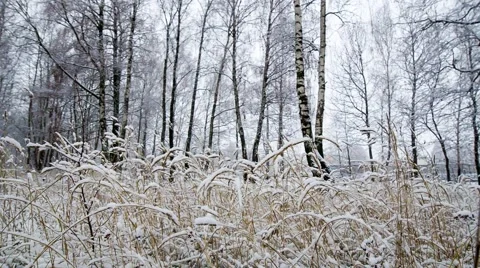 It is snowing in the forest Stock Footage 59122320