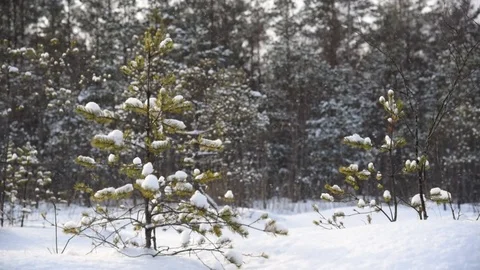 It is snowing in the forest Stock Footage 85440166