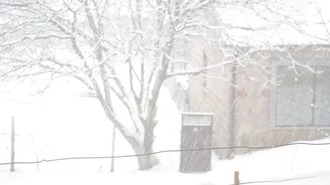 It is snowing heavily, the trees stagger Stock Footage 102260112