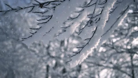 It is Snowing over snowy tree branches in frozen winter forest nature 스톡 동영상 146836838