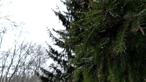 It is snowing snowflakes fall on the spruce. Stock Footage 170627908
