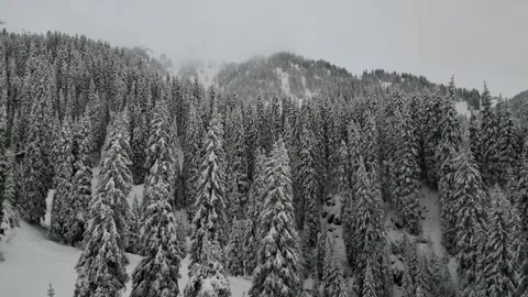 It is snowing in the wild coniferous forest, mountains and forest in winter Stock Footage 242864183