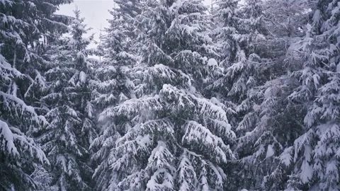 It is snowing in winter forest background Stock Footage 293004203