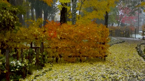 It snows on the autumn leaves Stock Footage 145313084