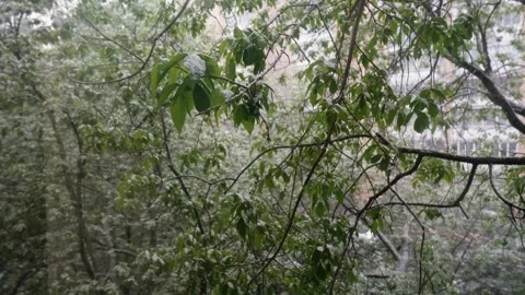 It snows in May. It is rare to see such a snowfall in May in Moscow. Stock Footage 281621912