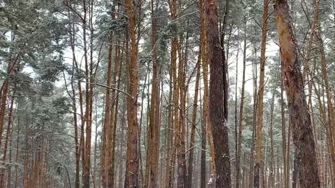 It snows in a pine forest Stock Footage 170656513
