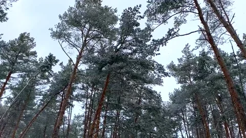 It snows in a pine forest Stock Footage 170656723