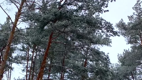 It snows in a pine forest Stock Footage 170656933