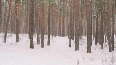 It snows in the pine forest in winter. snowfall Stock Footage 329233033