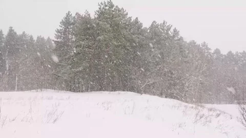 It snows in the pine forest in winter. snowfall Stock Footage 329233073