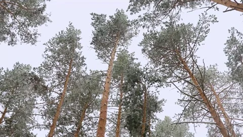 It snows in the pine forest in winter. snowfall Stock Footage 329233103